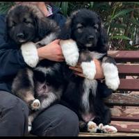 Cucciolo pastore del Caucaso