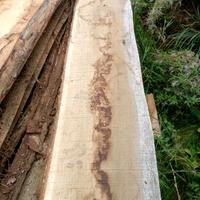 Assi di Rovere ,noce,acero faggio