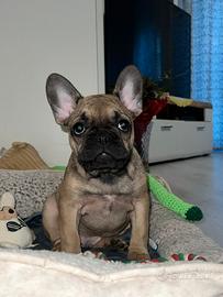 Ultima cucciola di bulldog francese