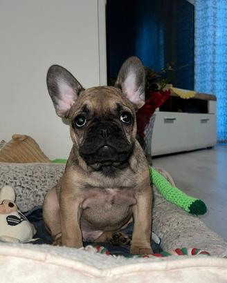 Ultima cucciola di bulldog francese