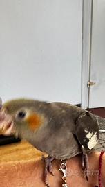 Cuccioli di calopsite