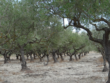 Terreno agricolo, appezzamento di terreno