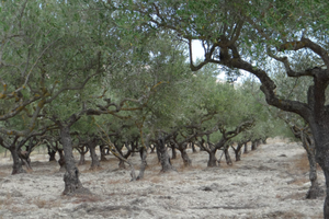 Terreno agricolo, appezzamento di terreno