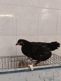Pulcinotti marans betulla rosso