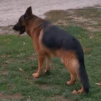 Cuccioli di pastore tedesco