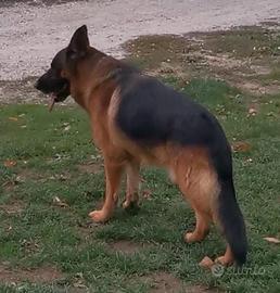 Cuccioli di pastore tedesco