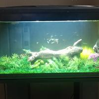 acquario 60lt 