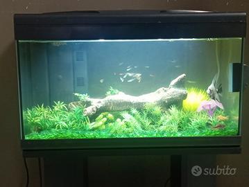 acquario 60lt 