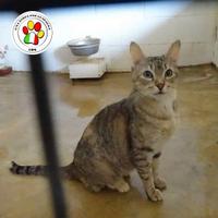 RACHEL aspetti da tanto