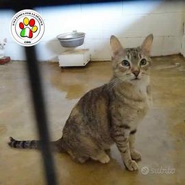 RACHEL aspetti da tanto