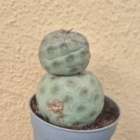 pianta grassa cactus