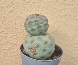 pianta grassa cactus