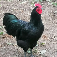 Australorp coppia