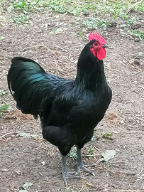 Australorp coppia