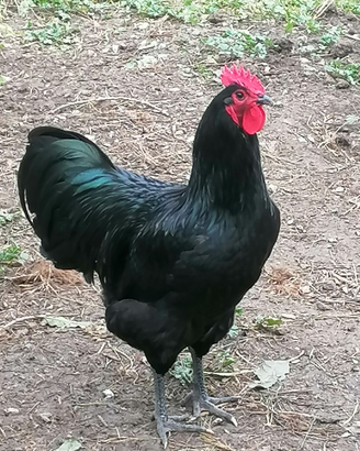 Australorp coppia