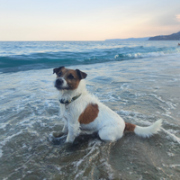 Fidanzata per il mio Jack Russell