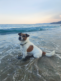 Fidanzata per il mio Jack Russell