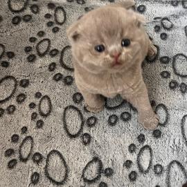 Maschio Scottish fold Fawn