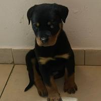 Rottweiler cucciolo