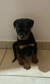 Rottweiler cucciolo