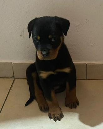 Rottweiler cucciolo
