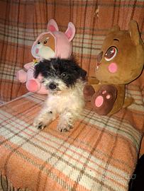 Maltipoo cucciole