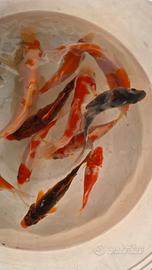 Carpe koi laghetto aquario
