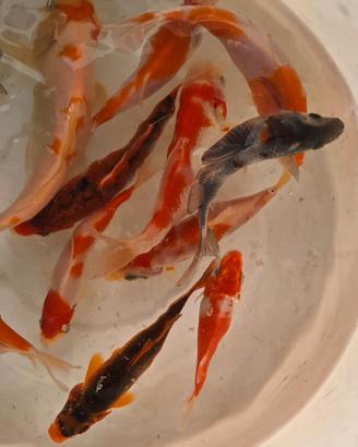 Carpe koi laghetto aquario