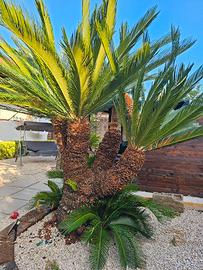 Cycas Revoluta 