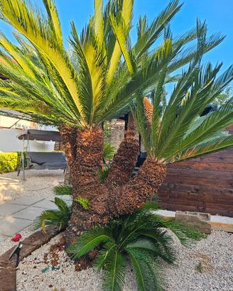 Cycas Revoluta 
