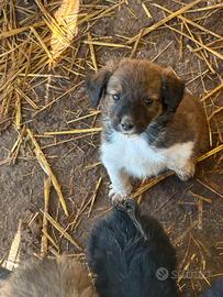 Pastore australiano con border collie