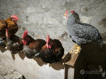 Galli e galline Marans, Legbar, Olive Egger