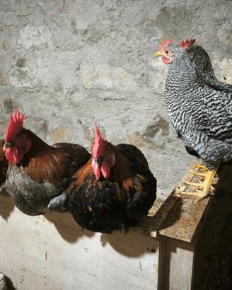 Galli e galline Marans, Legbar, Olive Egger