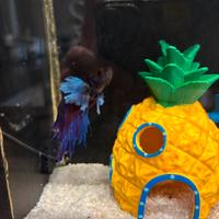Betta
