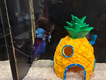 Betta