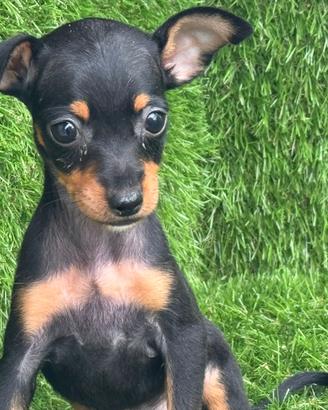 Pinscher