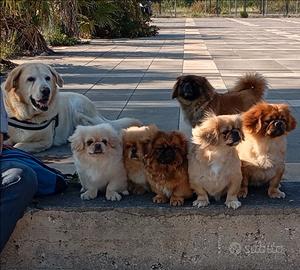 Cuccioli Pechinesi