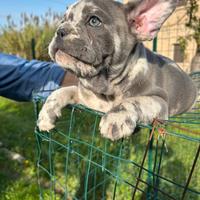 Maschietto bulldog francese blù merle