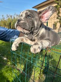 Maschietto bulldog francese blù merle