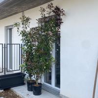 PIANTE DI PHOTINIA ALTEZZA 2M