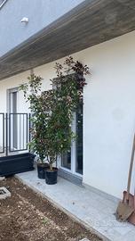 PIANTE DI PHOTINIA ALTEZZA 2M