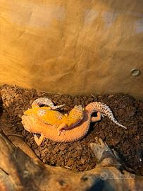 Geco leopardino (Eublepharis macularius)