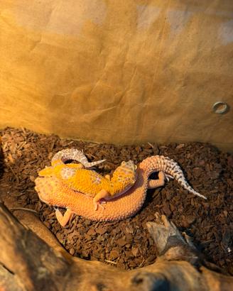 Geco leopardino (Eublepharis macularius)