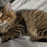 Cucciolo Gatto Siberiano Ipoallergenico