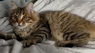 Cucciolo Gatto Siberiano Ipoallergenico
