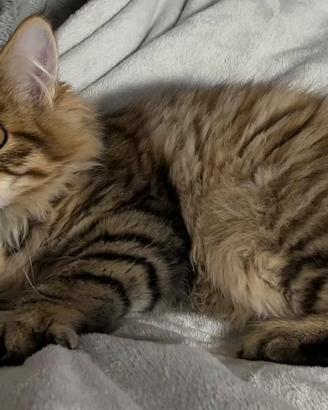 Cucciolo Gatto Siberiano Ipoallergenico