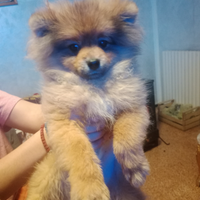 Cane pomerano arancio 4 mesi di vita