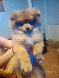 Cane pomerano arancio 4 mesi di vita