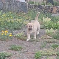 Kangal