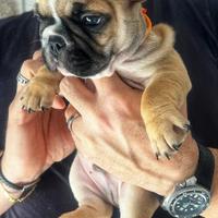 Cucciolo bulldog francese